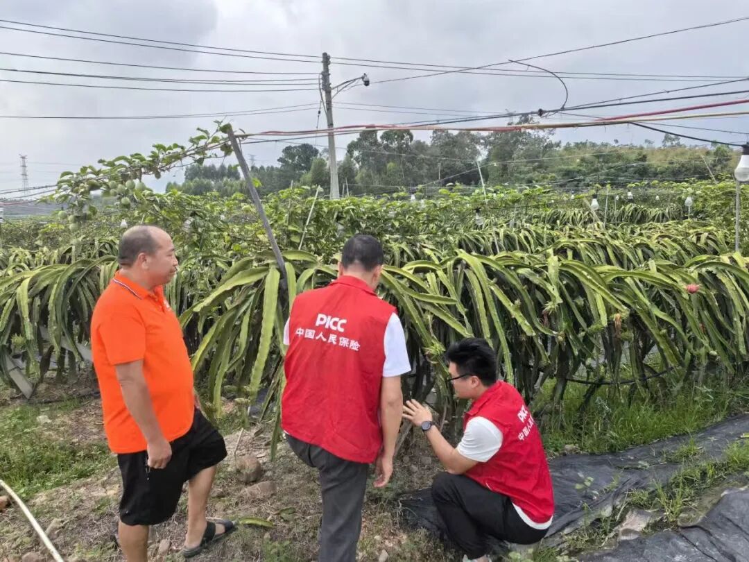 桦加沙会成广东最强台风吗
