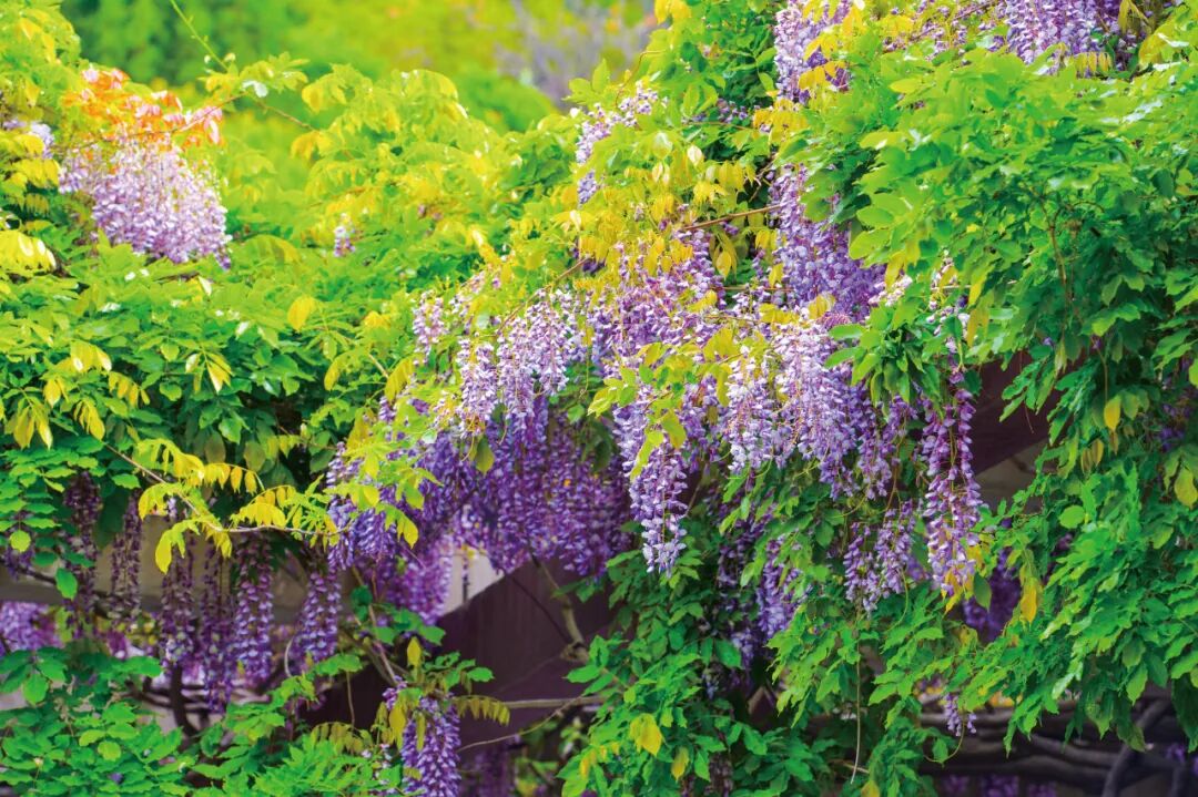 壁纸 花 桌面 1080_719