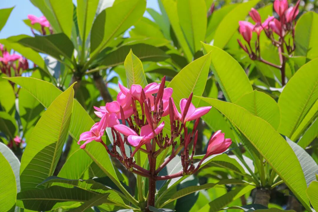 蓝紫的,玫红的,黄白的,粉白的…夏日"多巴胺"给您点颜色瞧瞧