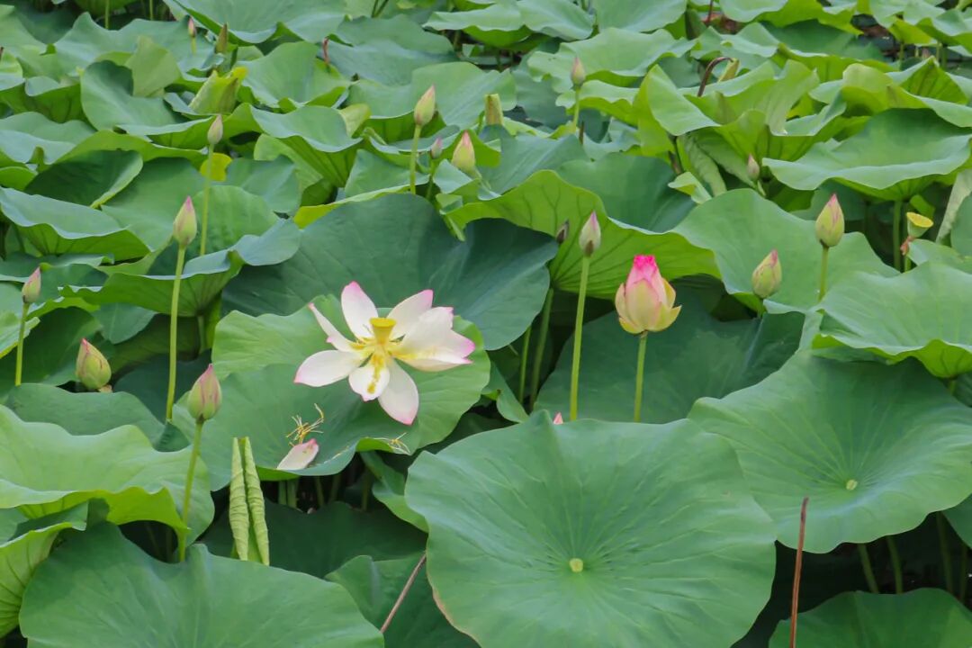 湿地公园荷花绽放,"荷荷美美"迎客来