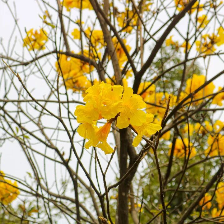 枝枝尽带黄金甲春日限定黄花风铃木金艳盛开