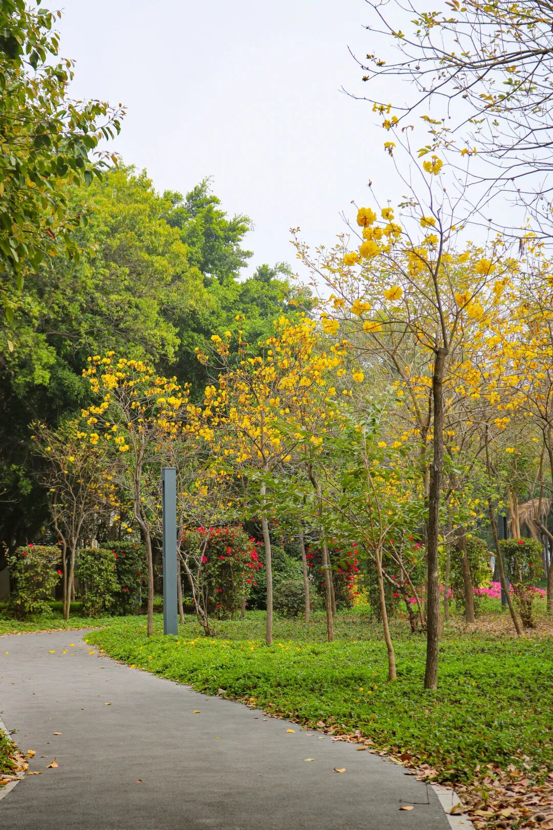 枝枝尽带黄金甲春日限定黄花风铃木金艳盛开
