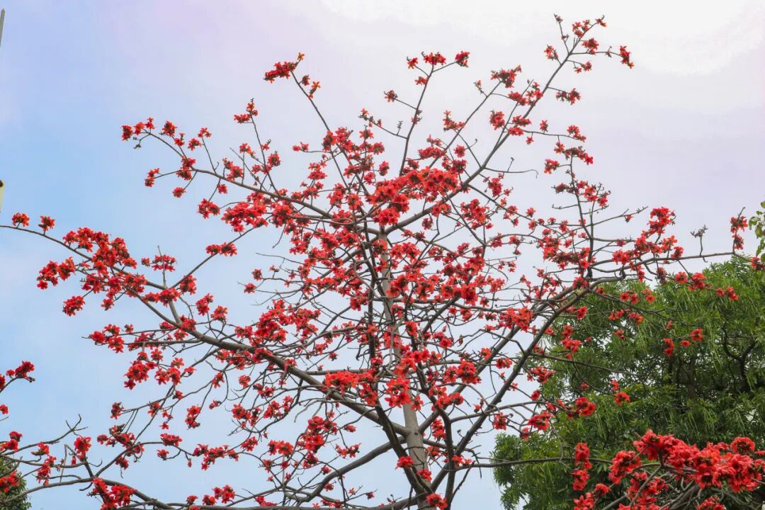 木棉花开正艳阳春三月鮀城又添靓丽花色