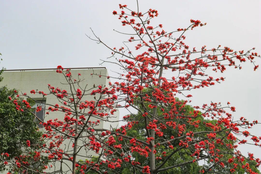 木棉花开正艳阳春三月鮀城又添靓丽花色