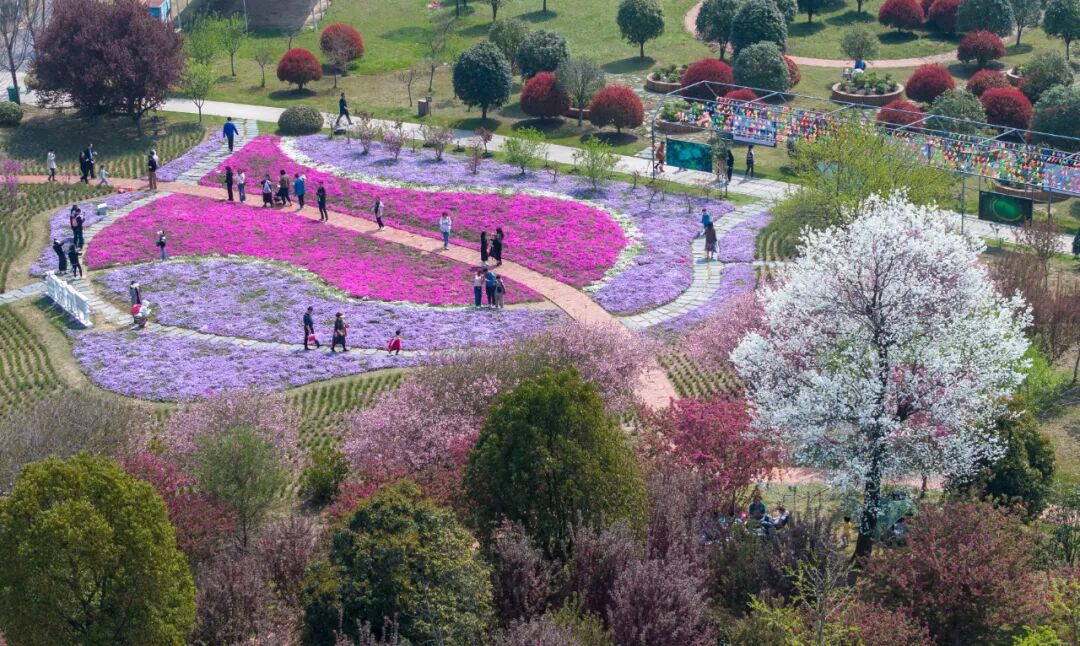3月31日,市民游客在新站高新区海棠花海景区踏青赏花.