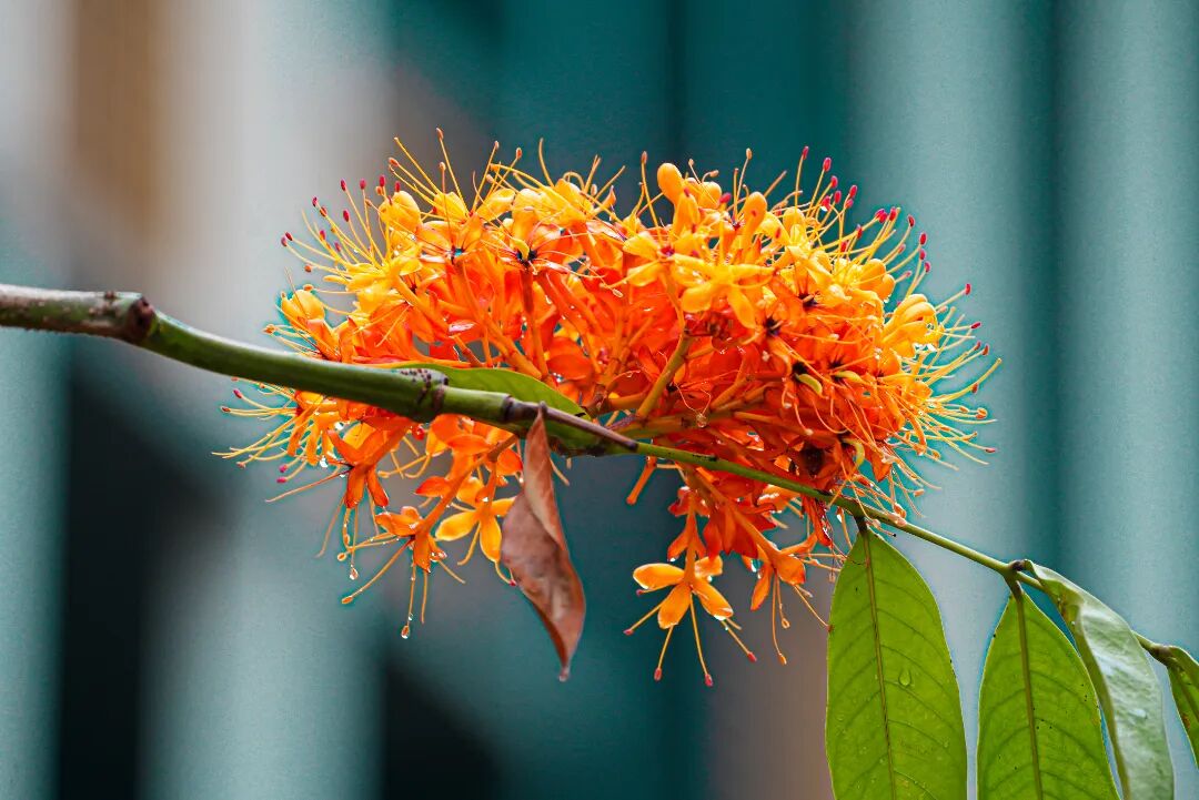 广东实验中学 校园环境 花