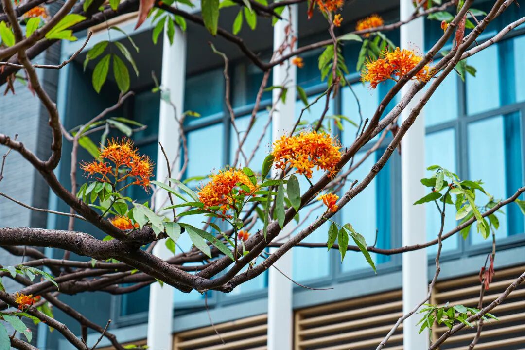 广东实验中学 校园环境 花