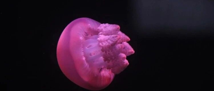 读《道德经》：真正的“无为”，是100%按规律办事