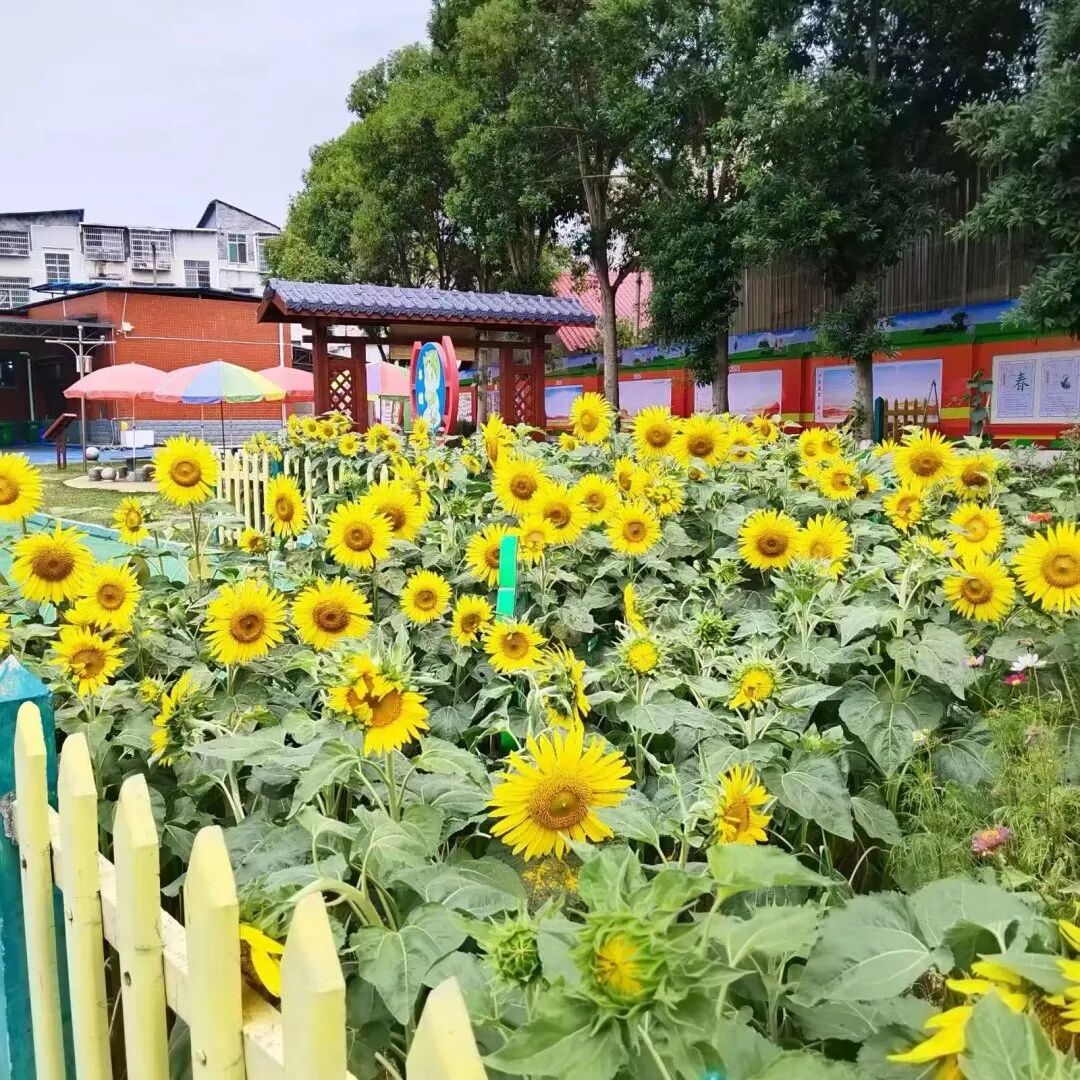 浏阳市金沙路小学2024年一年级新生分班查询通知