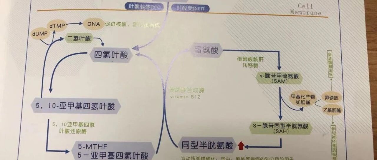 同型半胱氨酸是什么？同型半胱氨酸升高有什么害处？