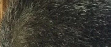 为什么人到四十，有的人长的白发多，有的人却几乎没有长白发？