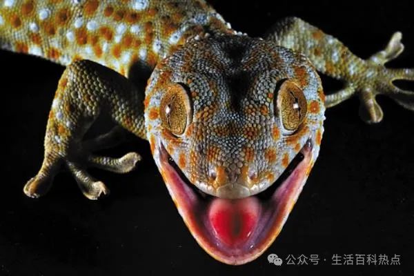 壁虎家里有壁虎怎么办_壁虎家里有壁虎是因为什么_家里有壁虎