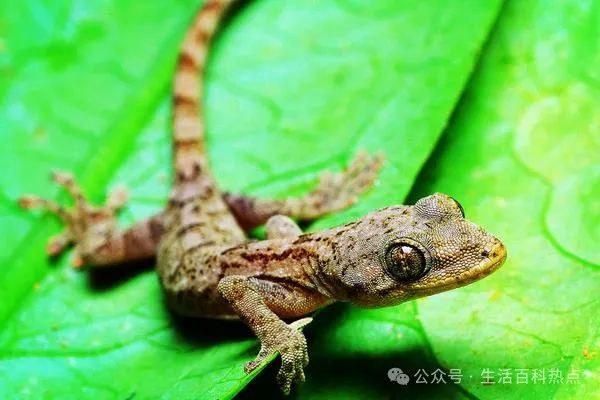 壁虎家里有壁虎怎么办_壁虎家里有壁虎是因为什么_家里有壁虎