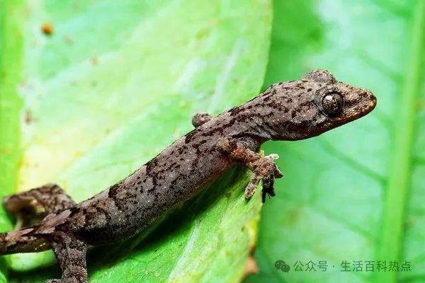 壁虎家里有壁虎是因为什么_壁虎家里有壁虎怎么办_家里有壁虎