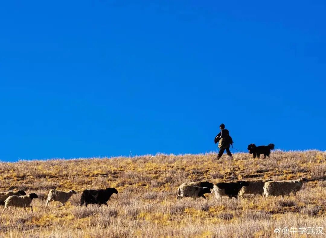 IMG_7982 普姆雍措岛上的牧民.JPG