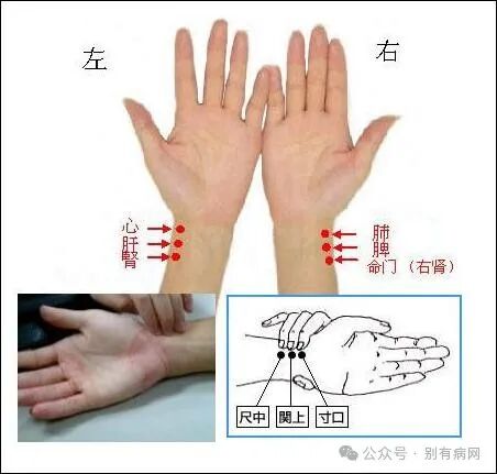 为什么心是钩脉徐说内经素问07阴阳别论之有胃气生_https://www.jmylbn.com_新闻资讯_第3张