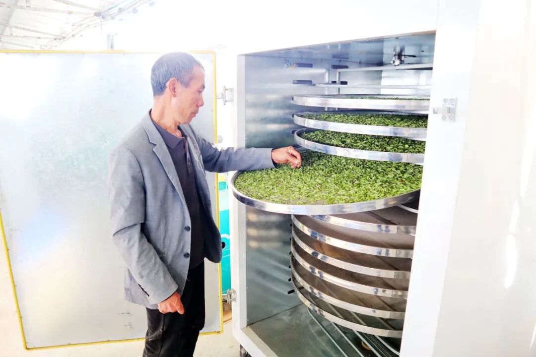 东茶西进的双向奔赴贵山观茶系列报道①普安篇