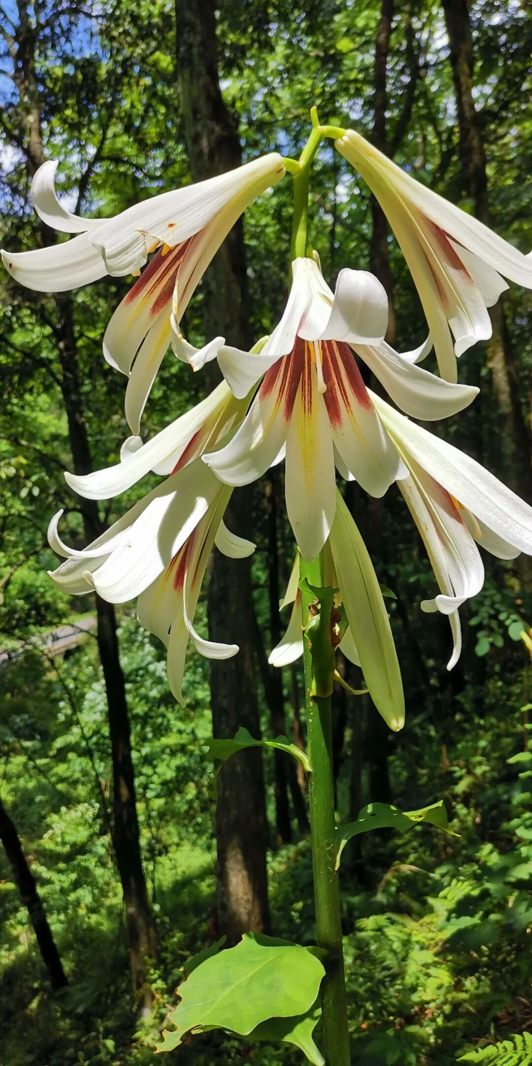 普安青山上万株荞麦叶大百合目前正值盛花期