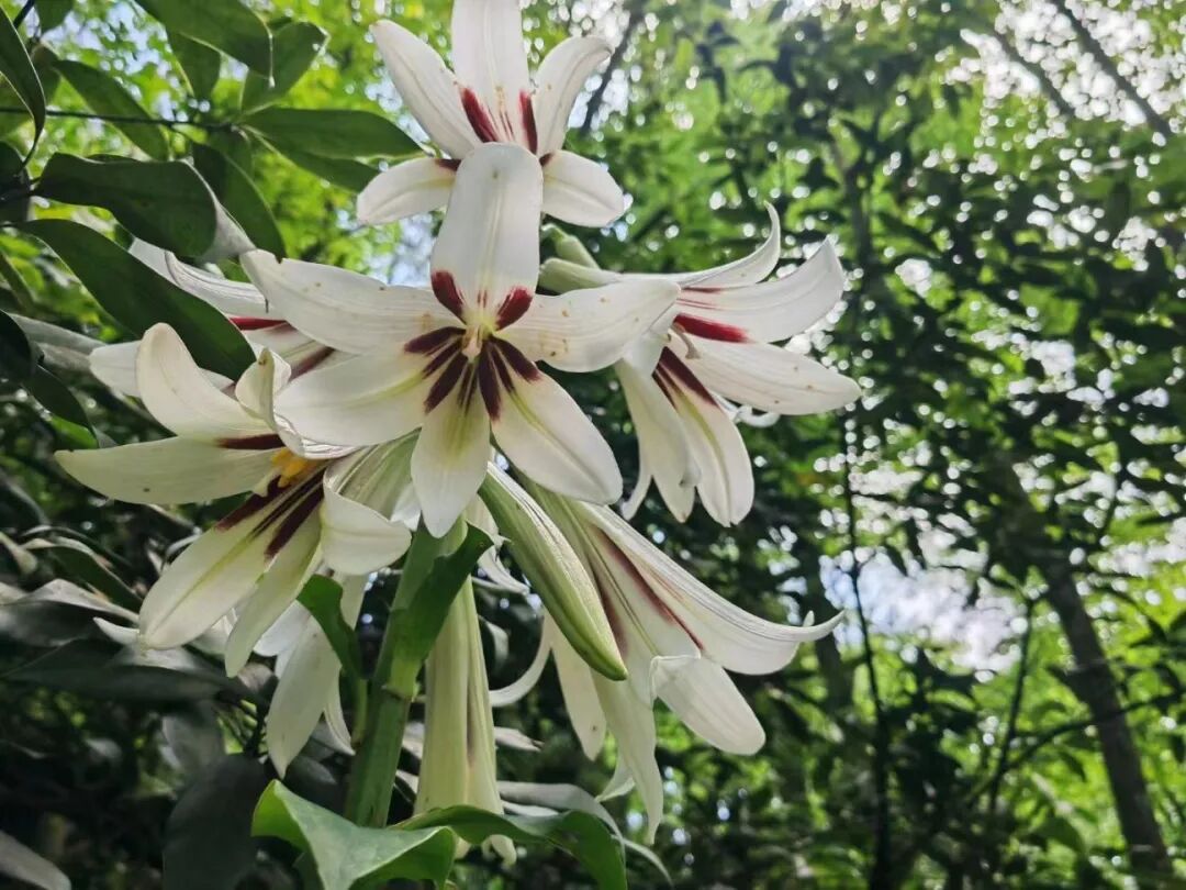 普安青山上万株荞麦叶大百合目前正值盛花期