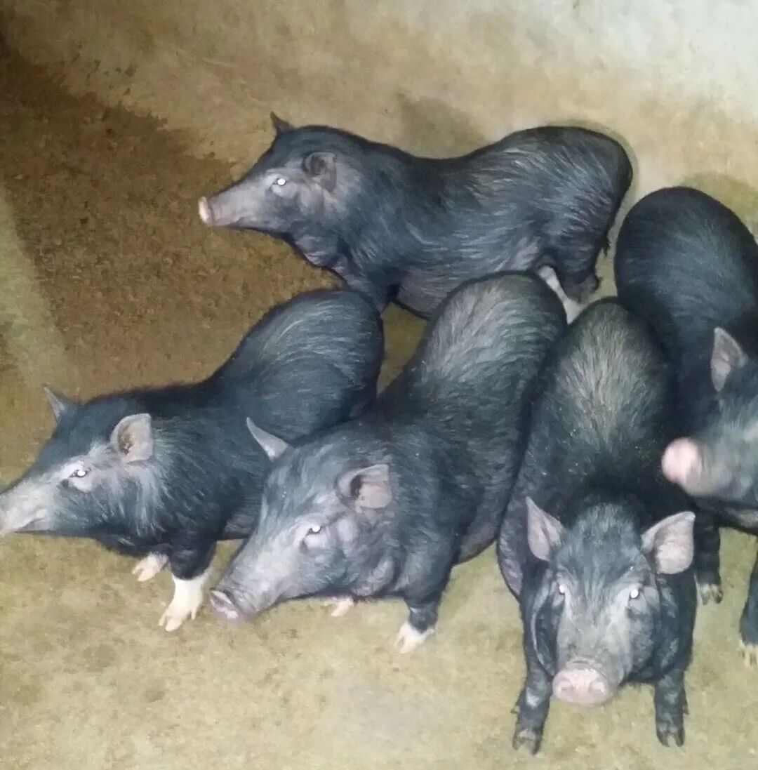 国礼牛在广西背后的故事