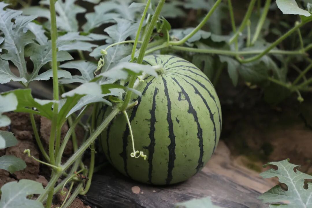 西瓜来了｜第36届北京大兴西瓜节旅游线路推介——西瓜采摘篇