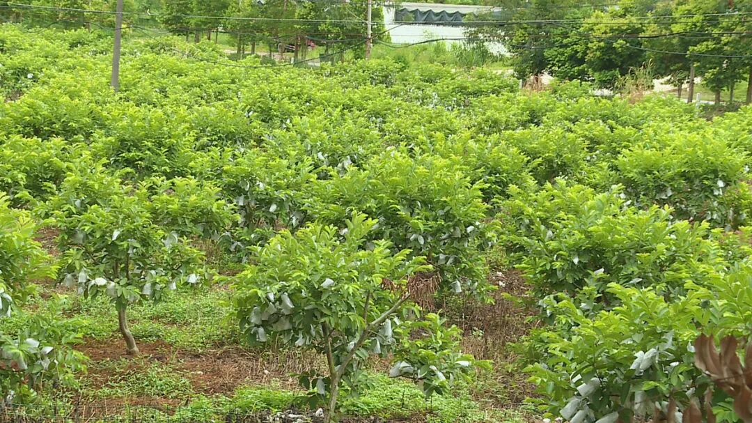 清甜脆口红心芭乐上市引博罗市民竞相采摘