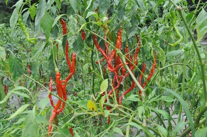 镇远县13阳镇:火红辣椒绘就好"丰"景