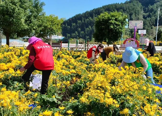 乡村振兴镇远大地乡初绘皇菊经济花文章铺就群众金色致富路