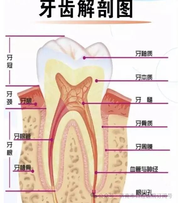 牙齿的结构你了解多少？