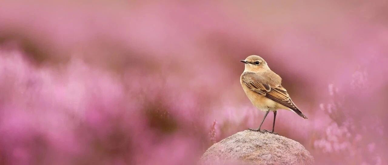 cover_image