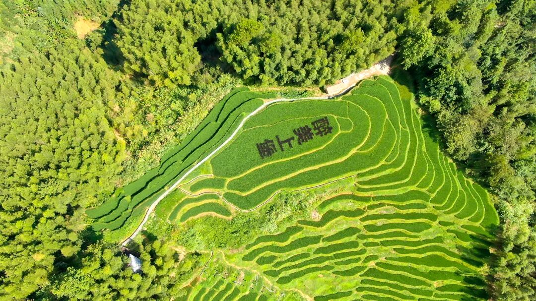 炎炎夏日怎么过?来江西崇义吧,这些主题线路中总"游"您所爱!