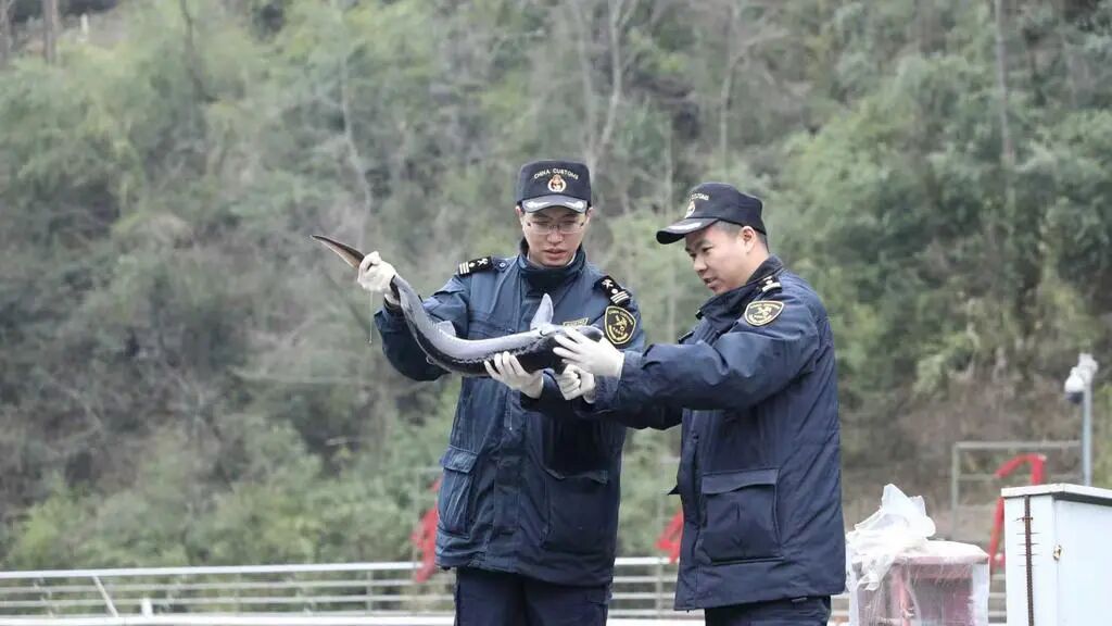 黔江海关关员对渝东南首批出口的鲜活鲟鱼开展现场监管。受访单位供图