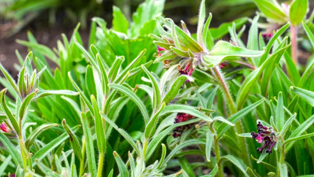 昭苏县新疆软紫草规模化种植迈出关键步伐