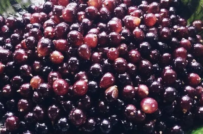 秋季养肝效果最好！分享四个“养肝猛将”现在吃它胜过养肝药，一周吃两次，相当于给肝脏穿上铠甲