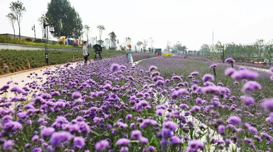 焦作市花海公园图片