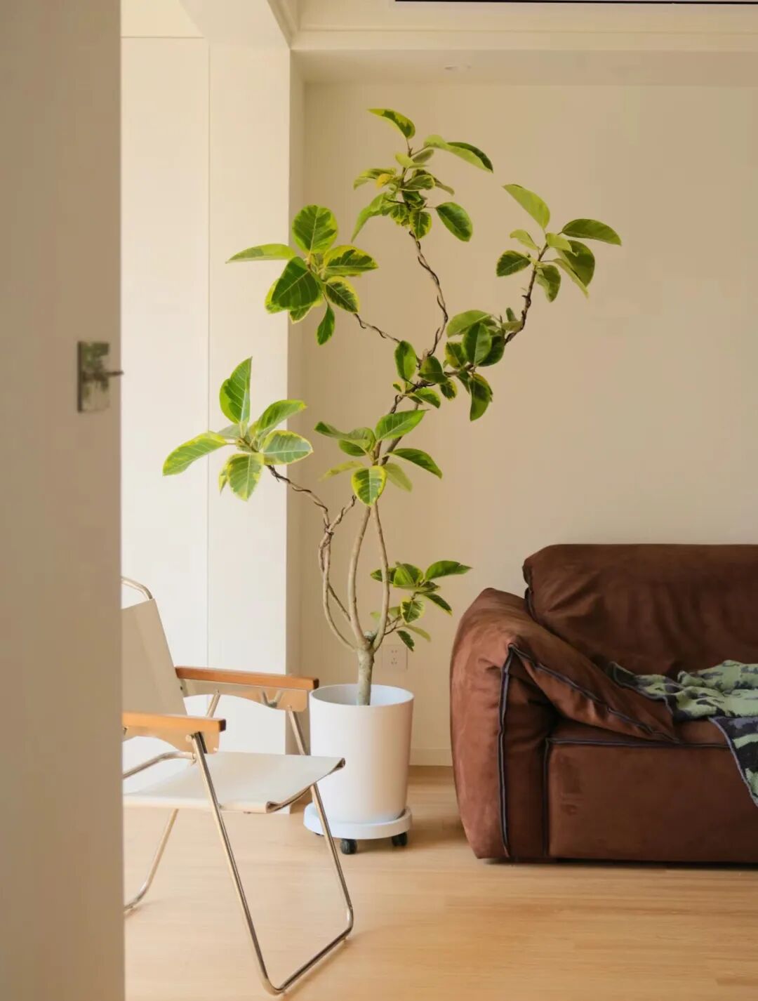 家里植物角可以如何布置?