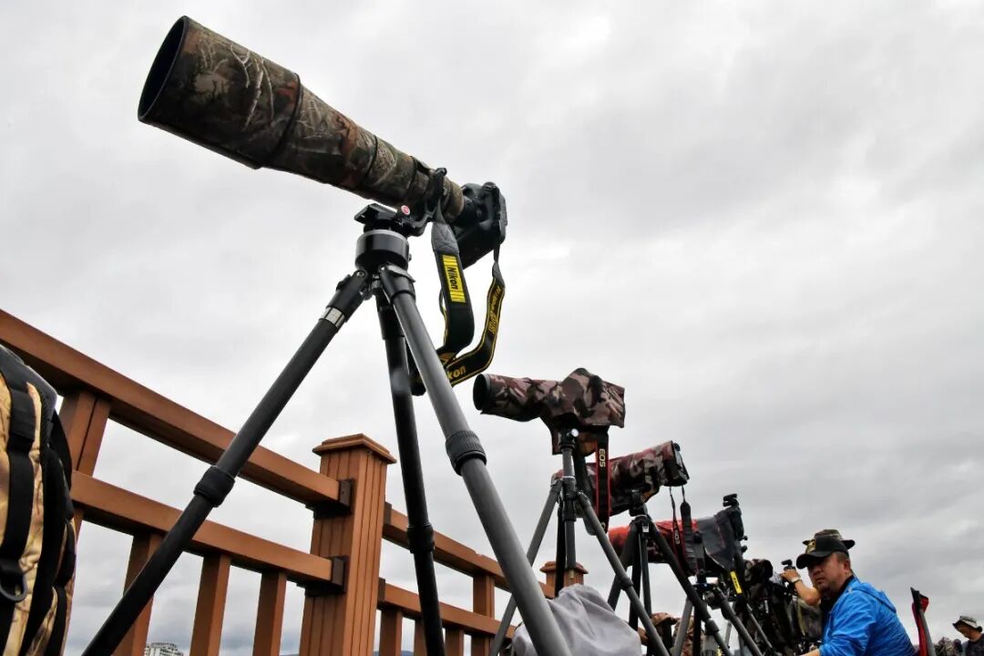 "网红"水雉入驻异龙湖_要闻_红河频道_云南网