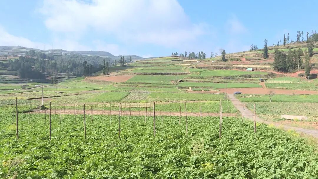 石屏县龙武镇以实干实绩推动党的二十大精神落地落实