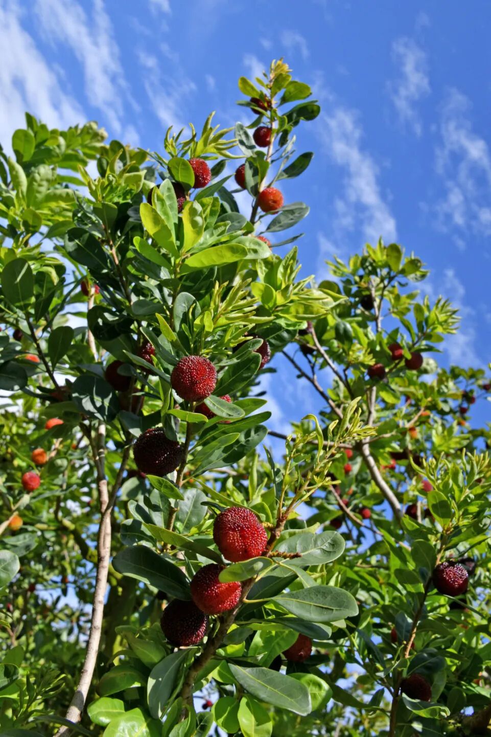 你好,我是石屏"县树"——杨梅树_石屏县融媒体中心