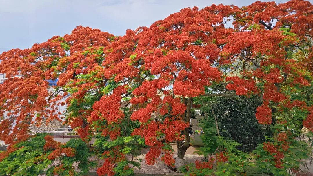 凤凰花的花语是别离 相思与热血青春凤凰花开日 金榜题名时在高考临近