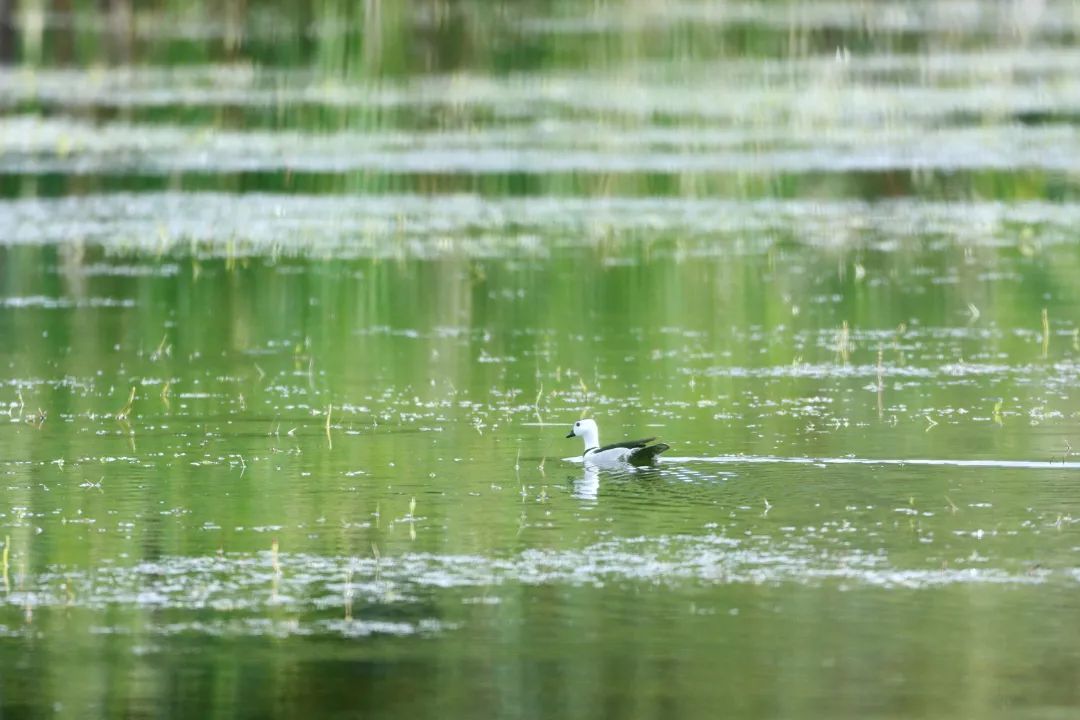 【COP15】“世界上最小的鸭” 棉凫首现石屏异龙湖！