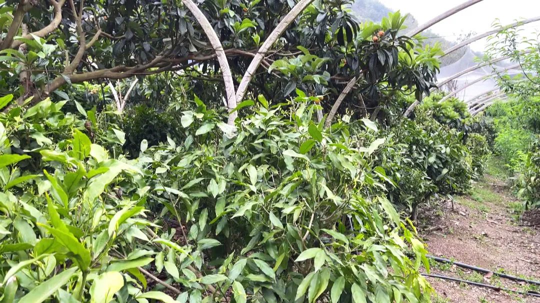 云南野生甜菜树苗种植图片