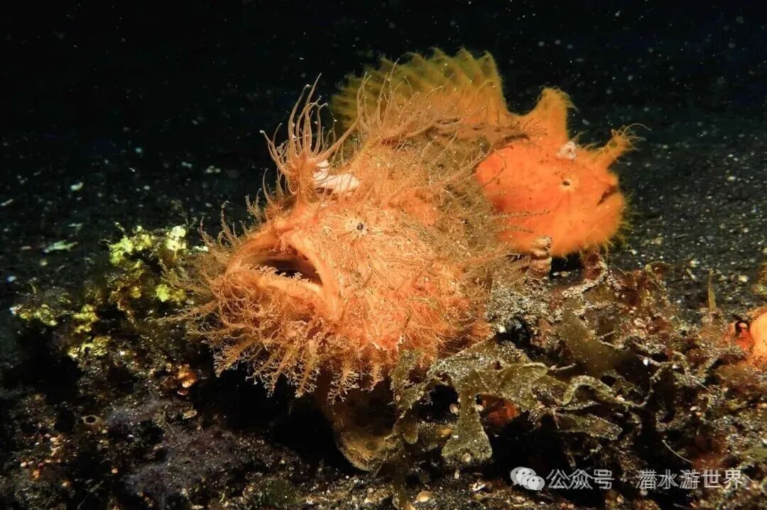 Frogfish in Komodo Island
