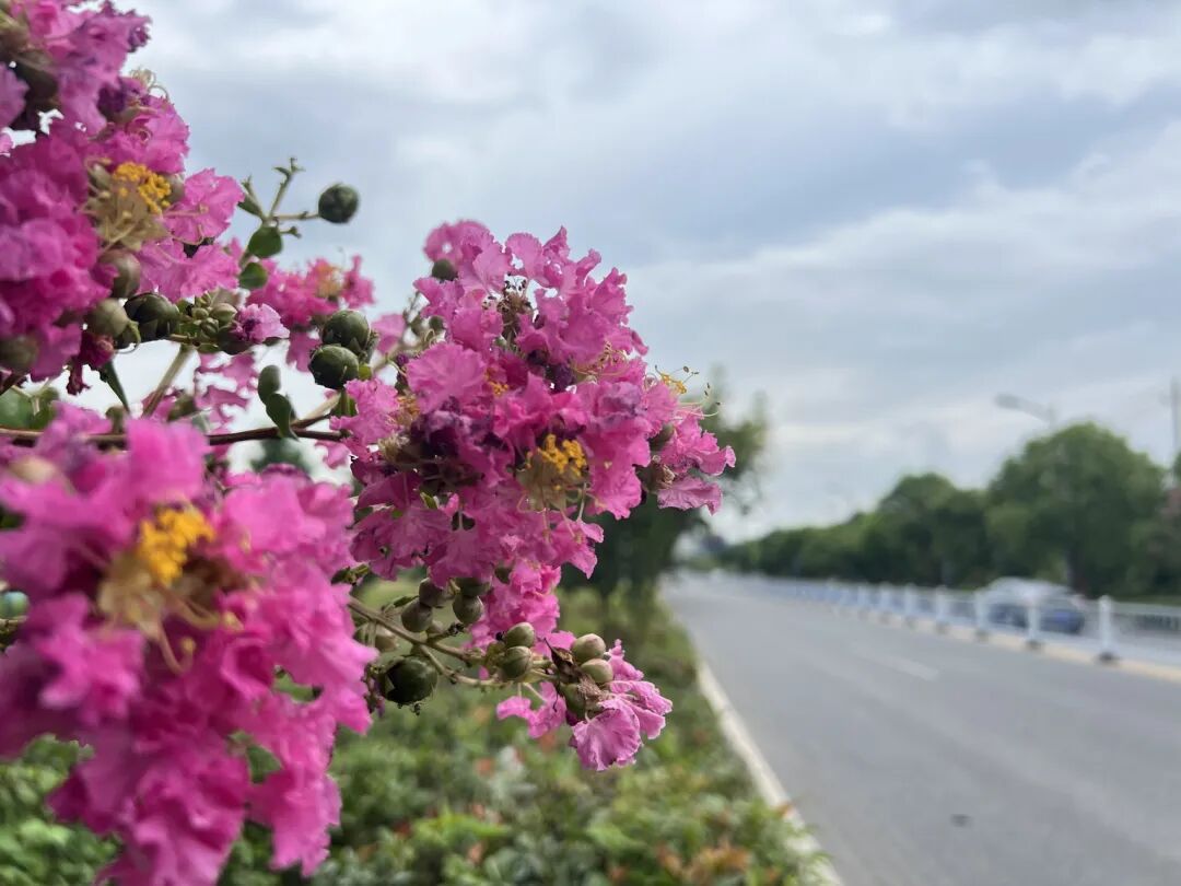 市花紫薇怒放时快来邂逅专属盐城人的秋日浪漫