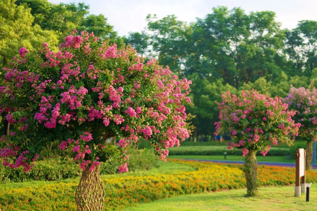 市花紫薇怒放时快来邂逅专属盐城人的秋日浪漫