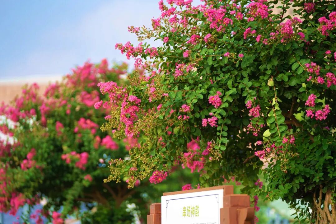 市花紫薇怒放时快来邂逅专属盐城人的秋日浪漫