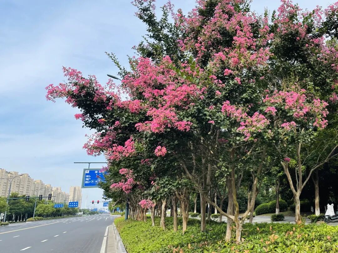 市花紫薇怒放时快来邂逅专属盐城人的秋日浪漫