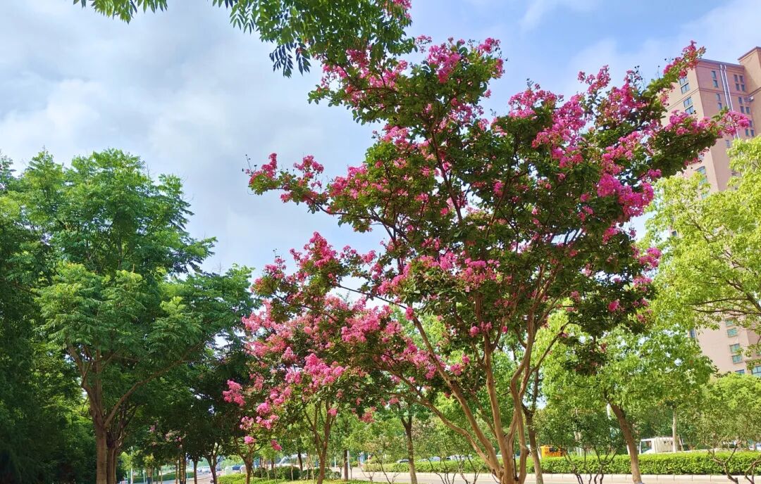 市花紫薇怒放时快来邂逅专属盐城人的秋日浪漫