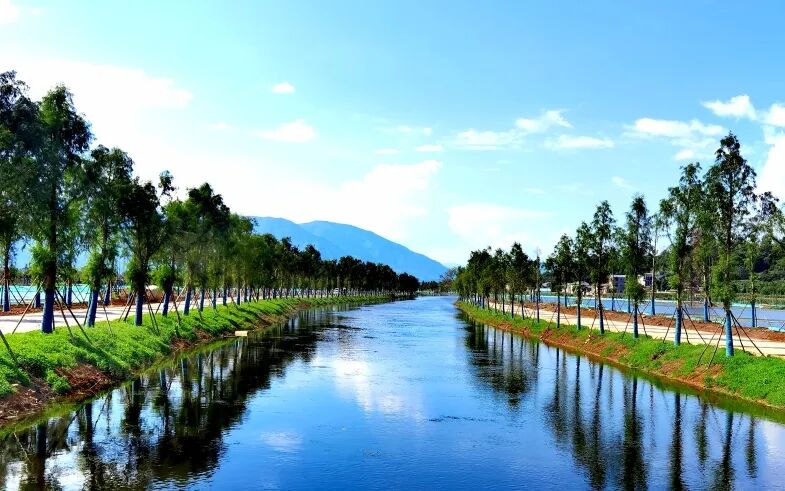 建设美丽中国绘就洱海大美湿地新画卷