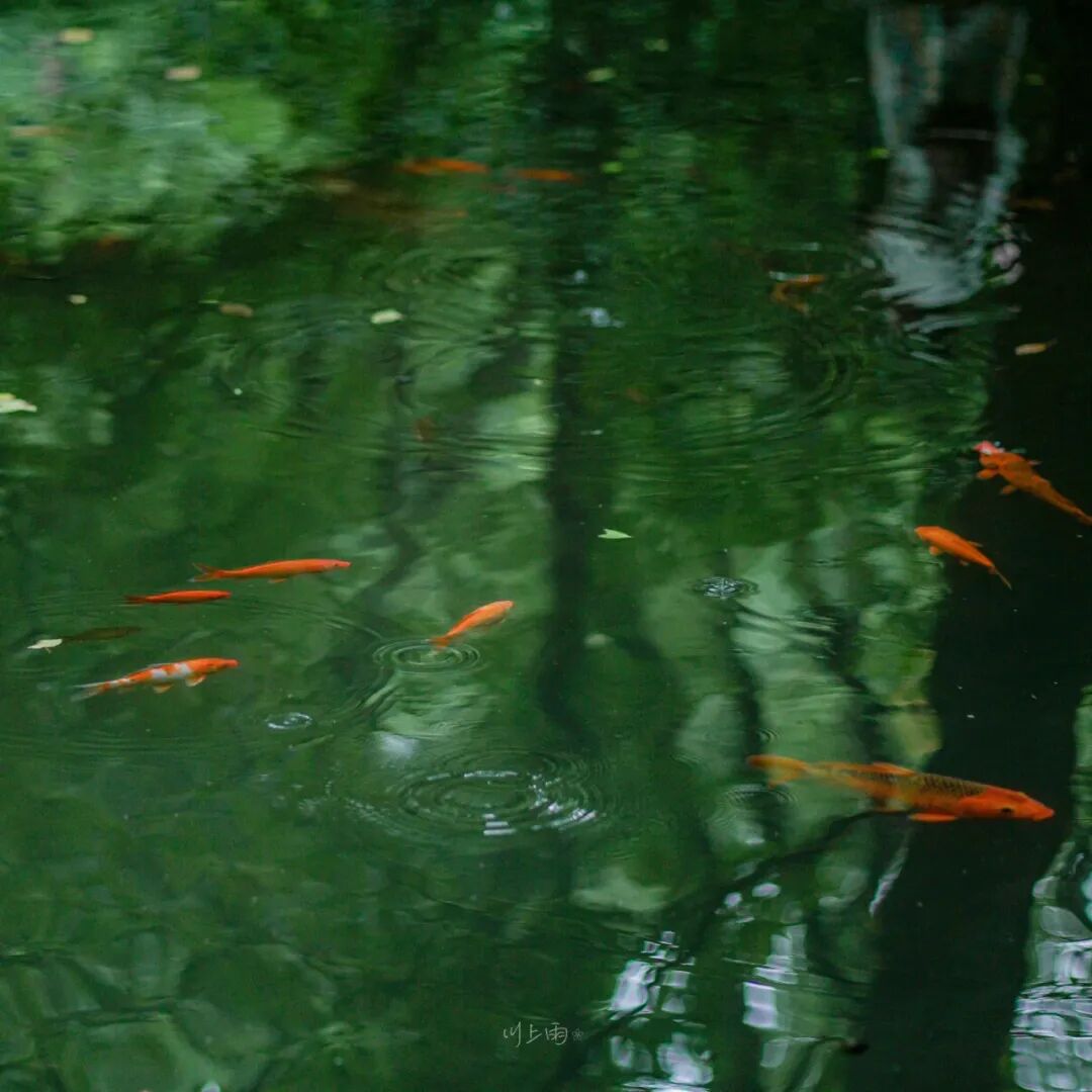 紫微贪狼在命宫_紫微贪狼在命宫女_紫微星贪狼星入命宫